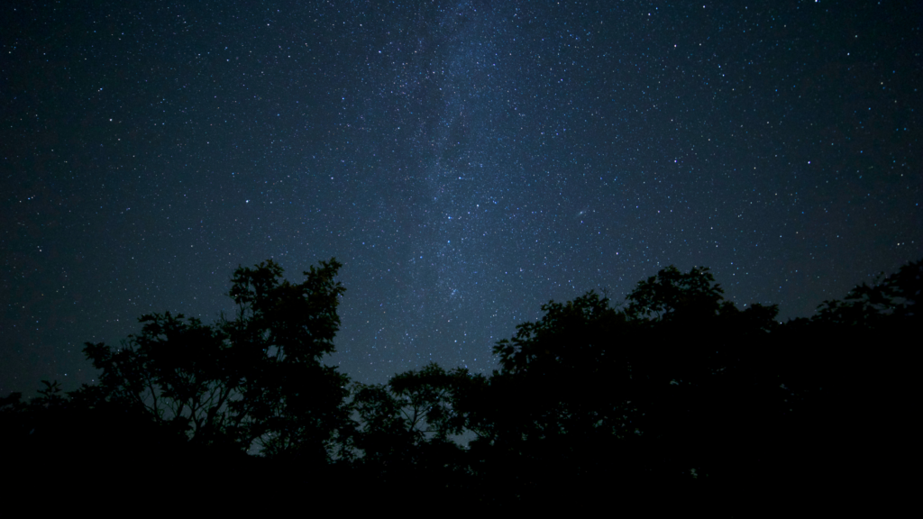 Stock photo of a forest on a clear, starry night.